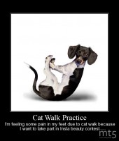 Cat Walk Practice