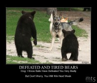 DEFEATED AND TIRED BEARS