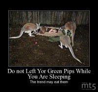 Do not Left Yor Green Pips While You Are Sleeping