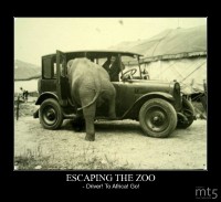 ESCAPING THE ZOO