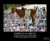 FOREX IS A CIRCUS