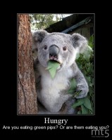 Hungry