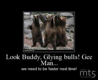 Look Buddy, Glying bulls! Gee Man...