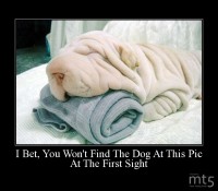 I Bet, You Won't Find The Dog At This Pic
At The First Sight