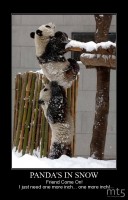 PANDA'S IN SNOW