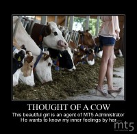 THOUGHT OF A COW