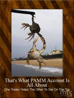 That's What PAMM Account Is All About
