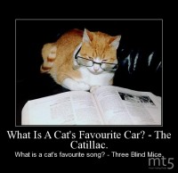 What Is A Cat's Favourite Car? - The Catillac.