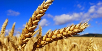 Россия сможет вернуть лидерство по экспорту пшеницы уже в этом году