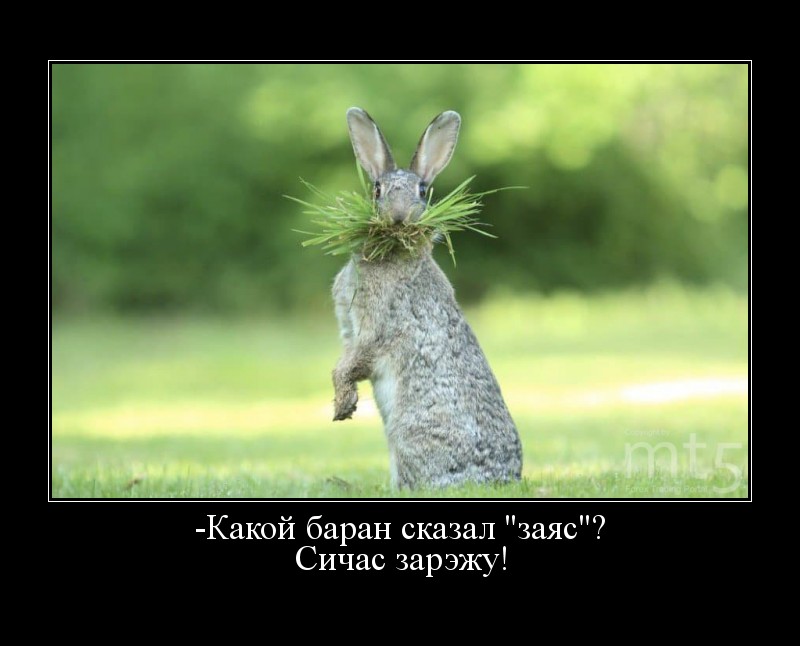 Зайцы косят траву картинки