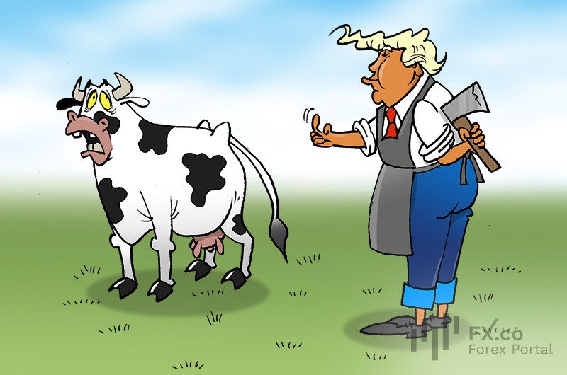 ​Las vacas no se ordeñan, ¡no hay productos lácteos! ¿Es Trump realmente la causa de tanta miseria?