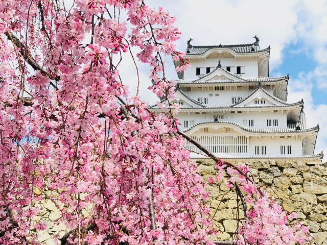 Дорогу весне: цветущая сакура – символ Японии