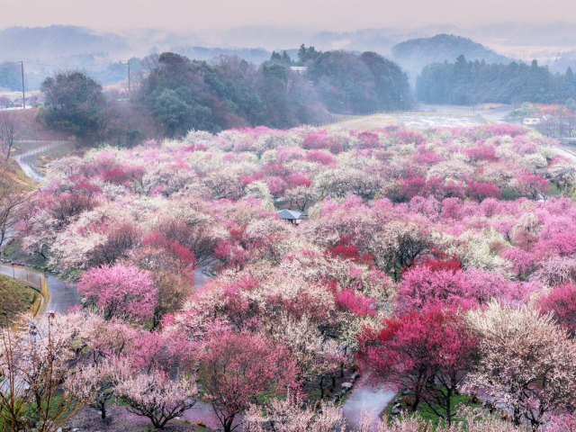 Дорогу весне: цветущая сакура – символ Японии