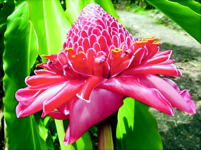 Top 7 most exotic plants in the world