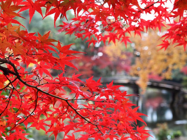 Colores de otoño: los 5 paisajes más bellos del mundo