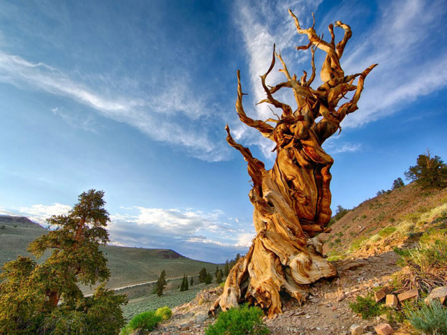 «Мафусаилы природы»: 7 старейших деревьев в мире