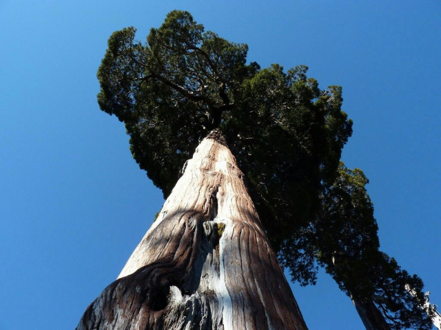 «Мафусаилы природы»: 7 старейших деревьев в мире
