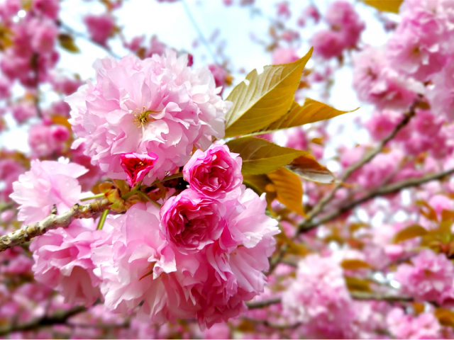 Bunga Sakura di Jepun: 5 fakta tentang musim bunga
