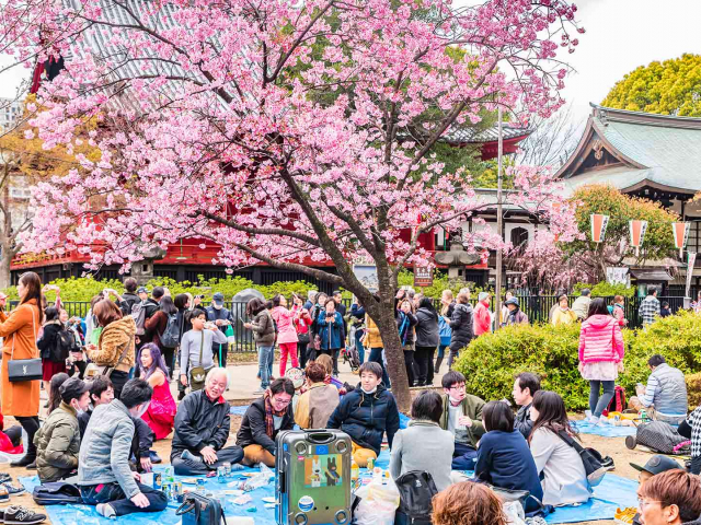  В Японии зацвела сакура: 5 фактов об этом природном явлении