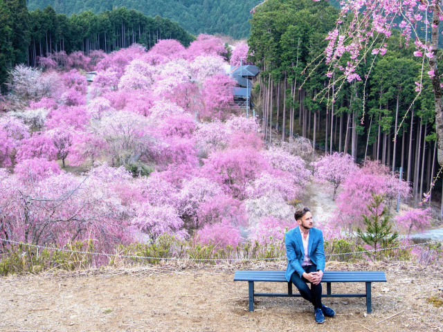Bunga Sakura di Jepun: 5 fakta tentang musim bunga
