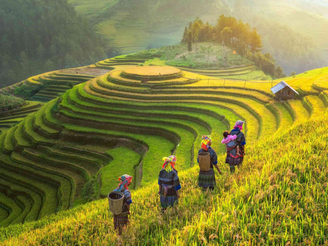 Hutan Hijau yang paling popular di dunia