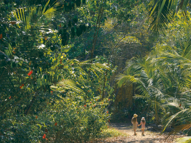 Hutan Hijau yang paling popular di dunia