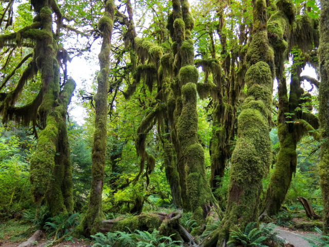 Hutan Hijau yang paling popular di dunia