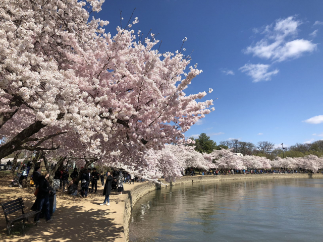 Lima tempat terkenal dengan bunga sakura terbaik