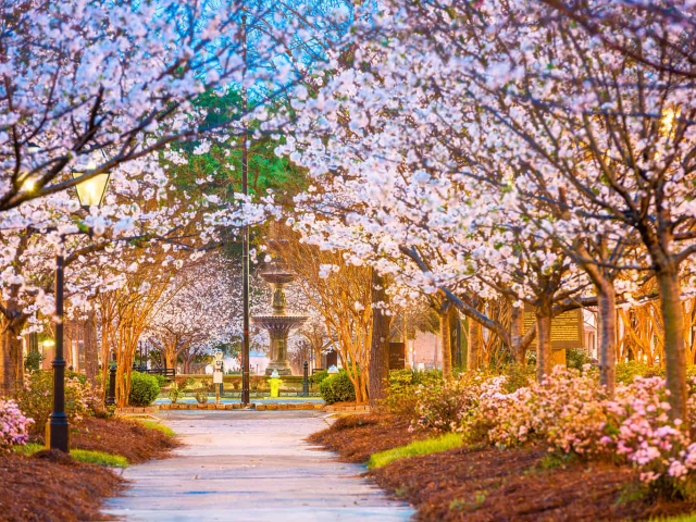 Pět míst, která proslula nejkrásnějšími sakurami