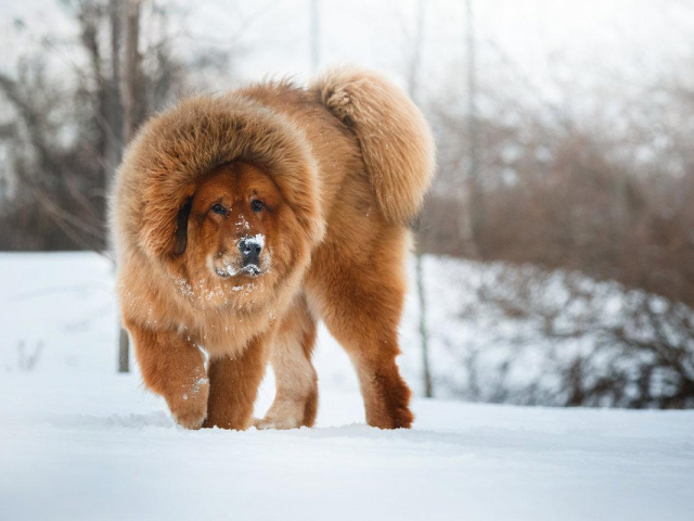 Most expensive dog breeds