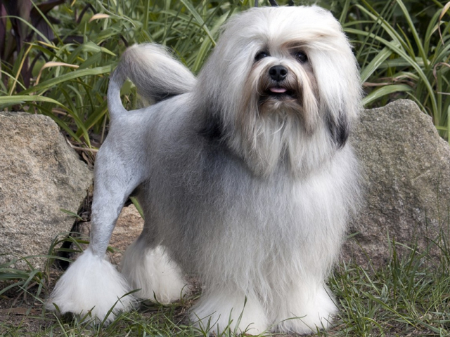 Most expensive dog breeds