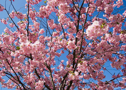 Дорогу весне: цветущая сакура &ndash; символ Японии