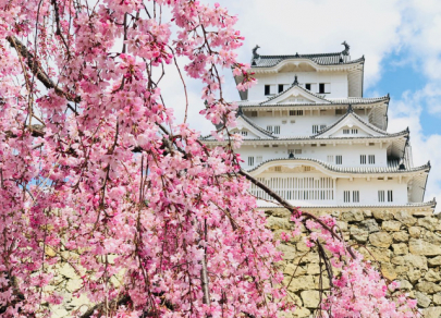Дорогу весне: цветущая сакура &ndash; символ Японии