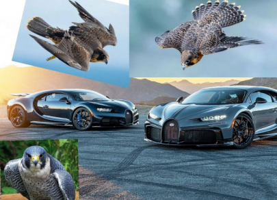 Гонки по горизонтали и вниз: животные vs автомобили
