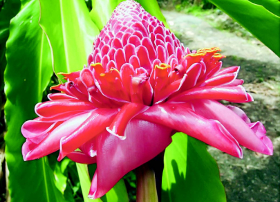 Top 7 most exotic plants in the world