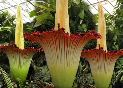 Top 7 most exotic plants in the world