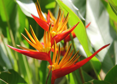 Top 7 most exotic plants in the world