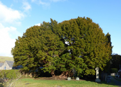 7 pohon hidup tertua di dunia