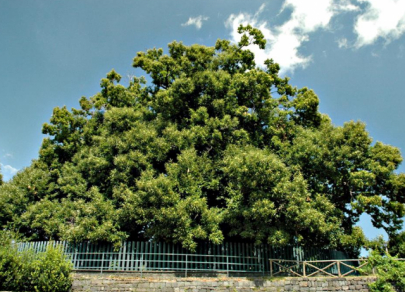 &laquo;Мафусаилы природы&raquo;: 7 старейших деревьев в мире