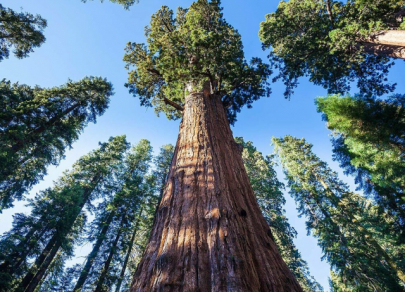 7 pohon hidup tertua di dunia