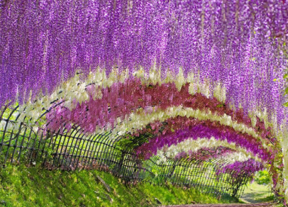 फूलों की सिम्फनी: दुनिया के 5 अद्भुत फूल पार्क