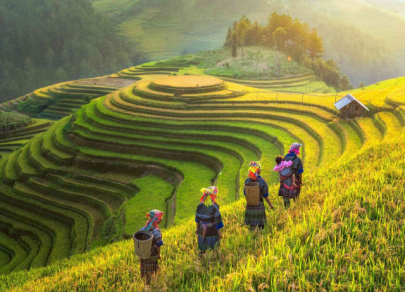 Hutan Hijau yang paling popular di dunia