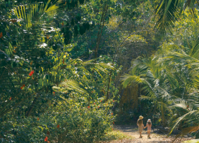 Hutan Hijau yang paling popular di dunia