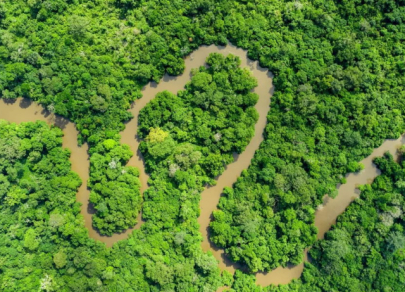 Hutan Hijau yang paling popular di dunia