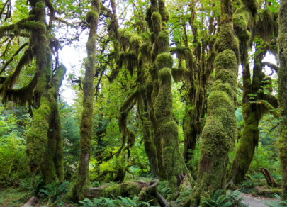 Hutan Hijau yang paling popular di dunia