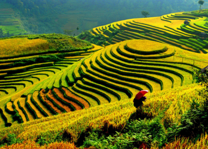 Top 5 most beautiful and unusual rice fields in world