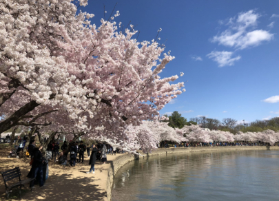 Päť miest známych najkrajšími čerešňovými kvetmi