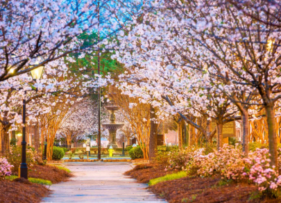 Пять мест, где можно увидеть лучшее цветение сакуры 