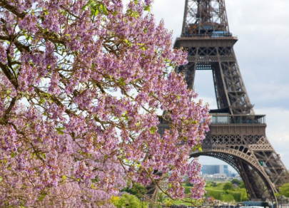 Lima tempat yang terkenal dengan bunga sakura terbaik