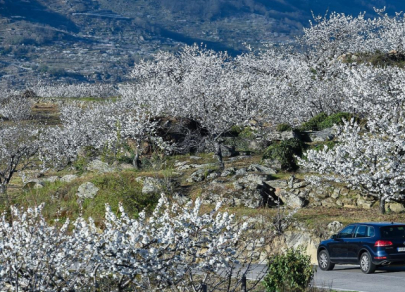 Lima tempat yang terkenal dengan bunga sakura terbaik